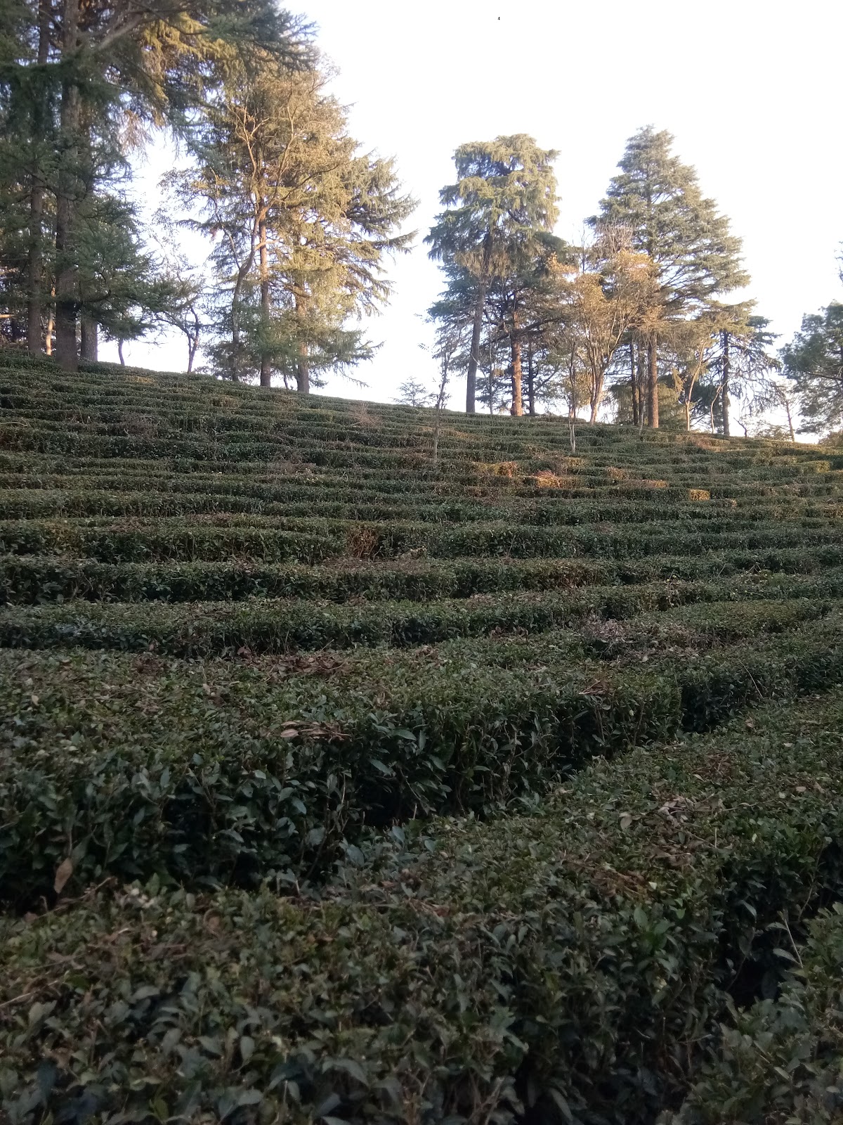 Palampur Tea Gardens