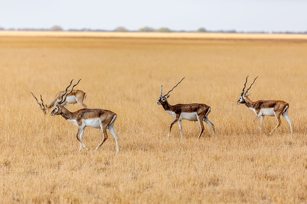 Blackbuck National Park - Velavdar, Bhavnagar