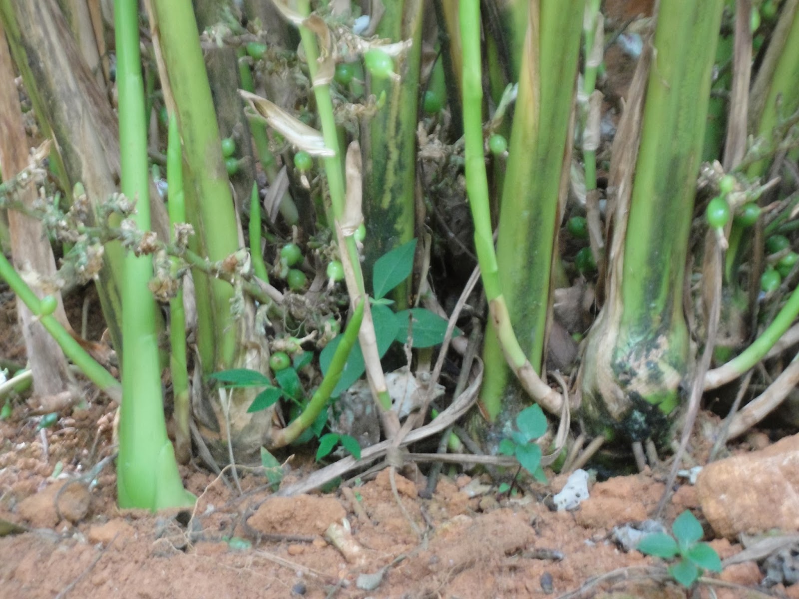 Murikady Spice Plantations