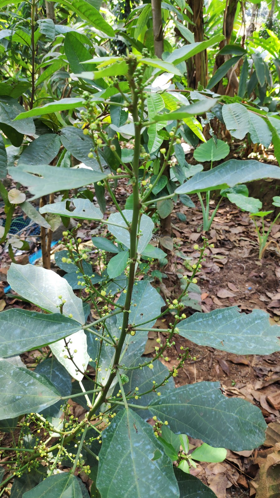 Murikady Spice Plantations