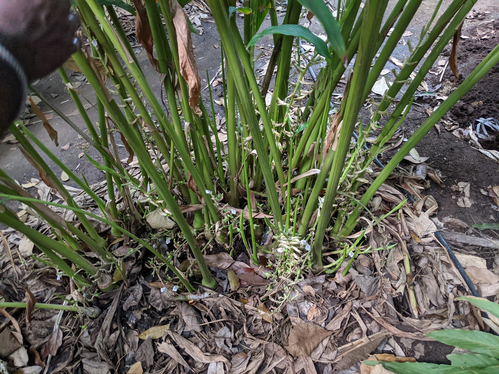 Murikady Spice Plantations