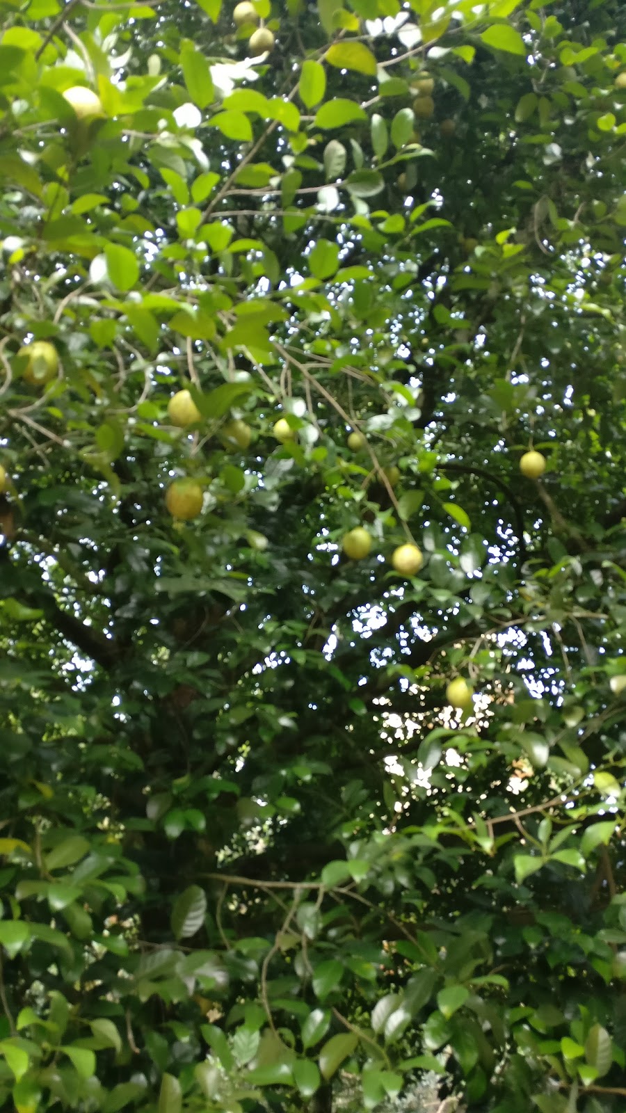 Murikady Spice Plantations