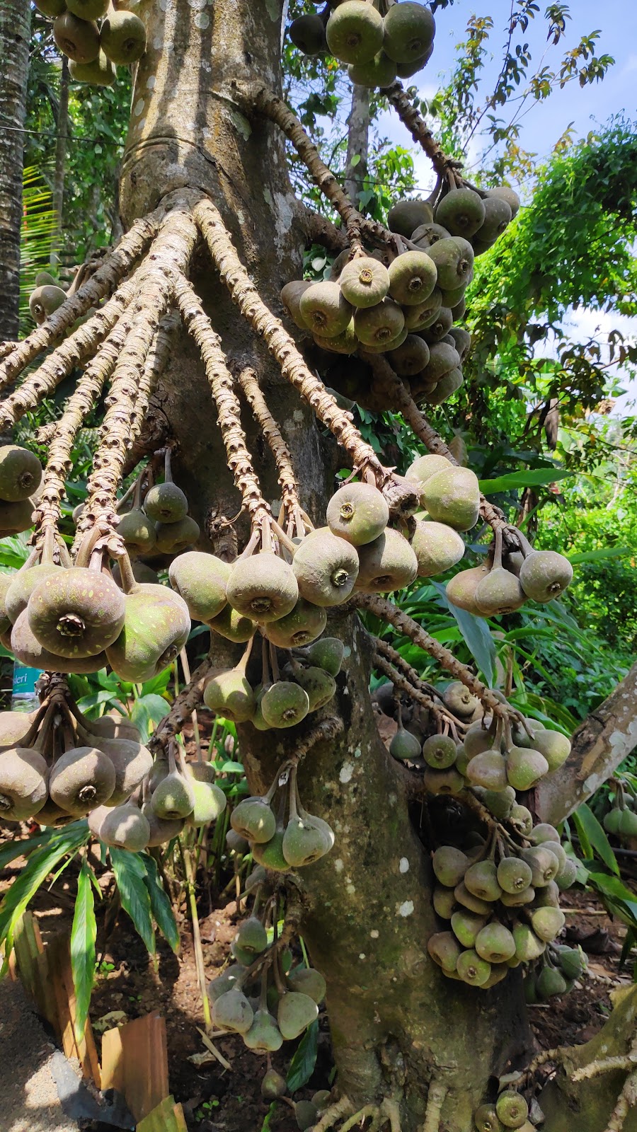 Murikady Spice Plantations