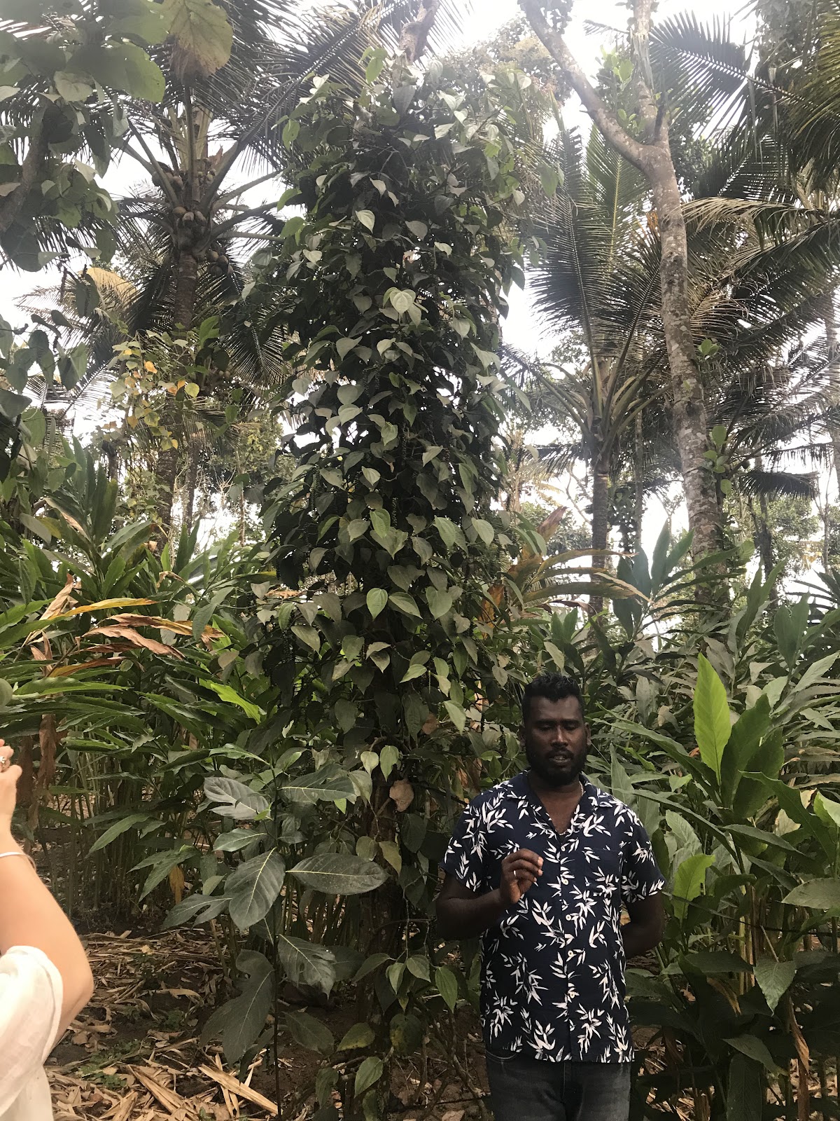 Murikady Spice Plantations