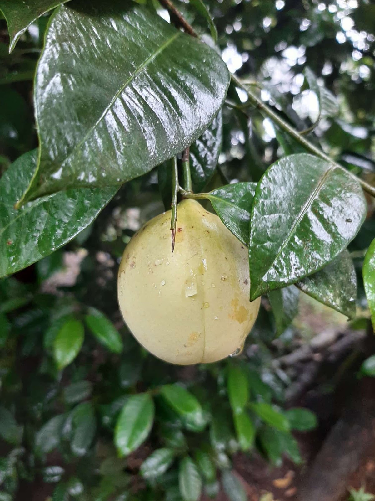 Murikady Spice Plantations