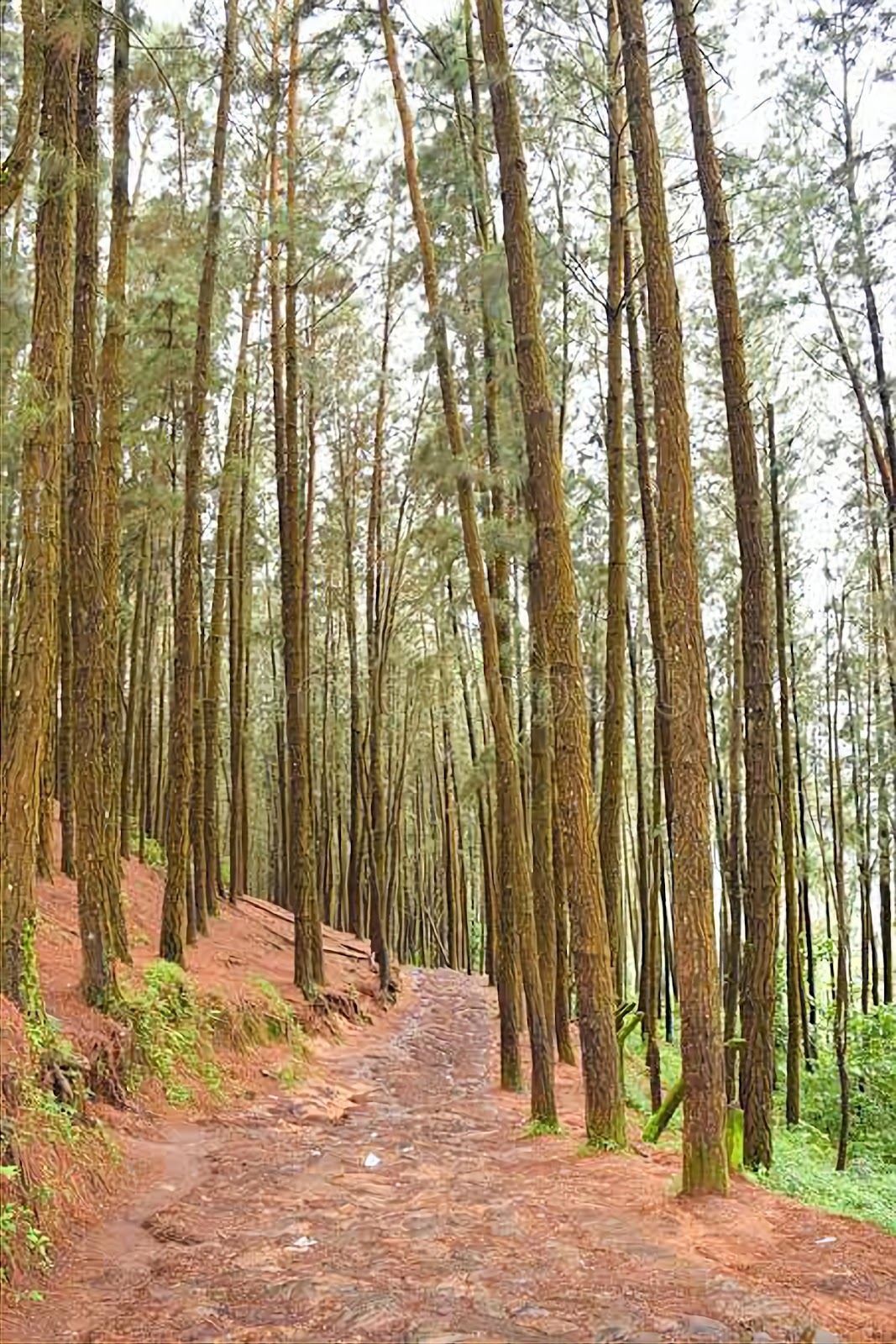 Vagamon Hill Station