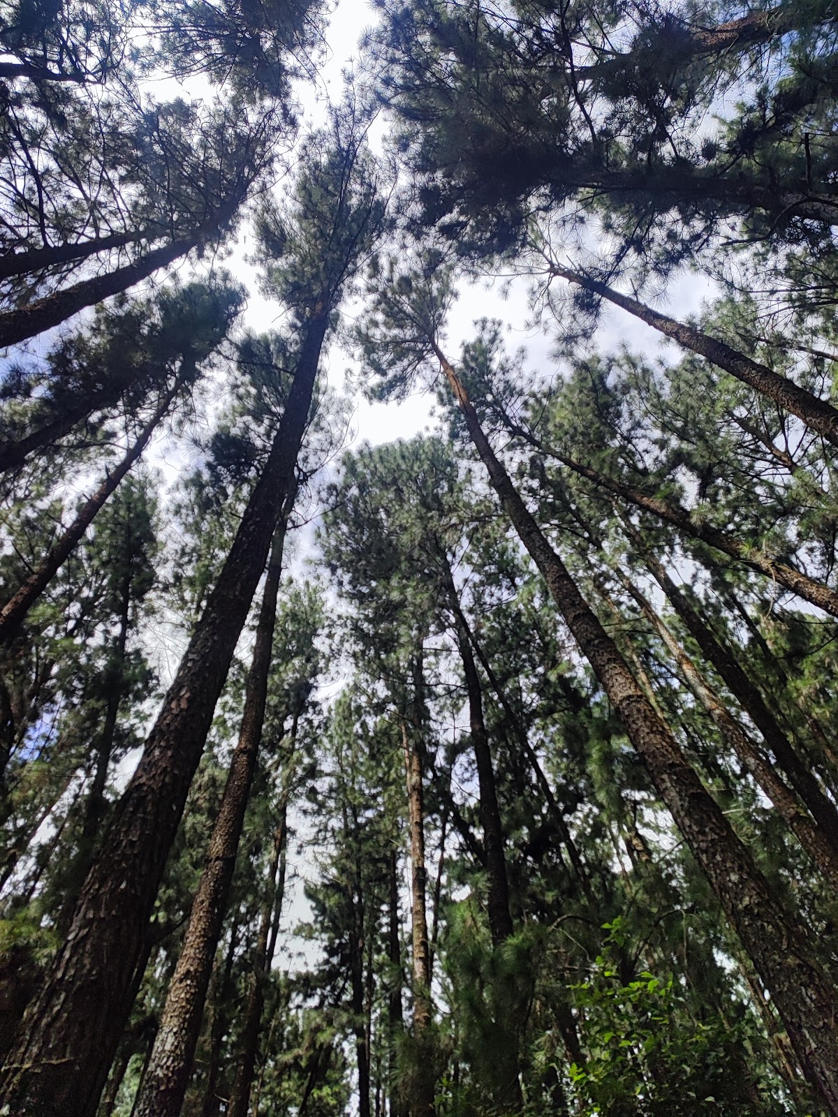 Vagamon Hill Station