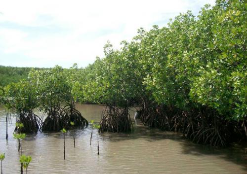 Bhitarkanika National Park
