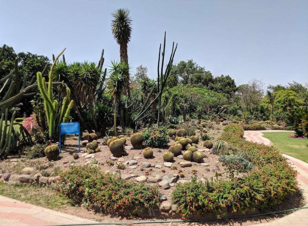 Cactus Garden