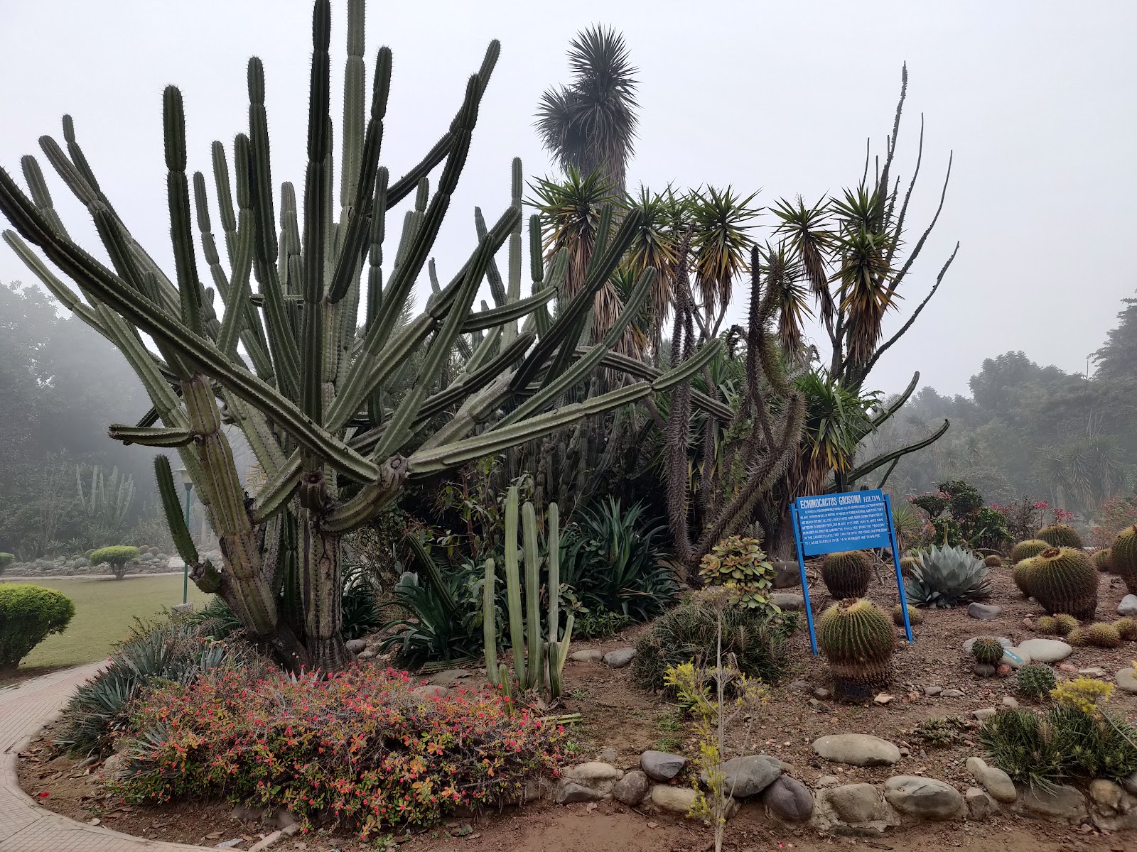 Cactus Garden