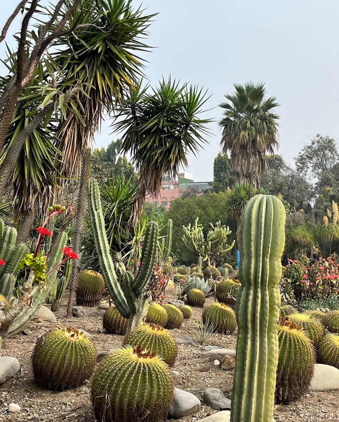 Cactus Garden