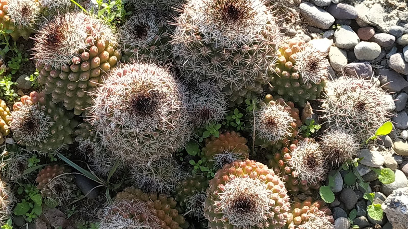 Cactus Garden