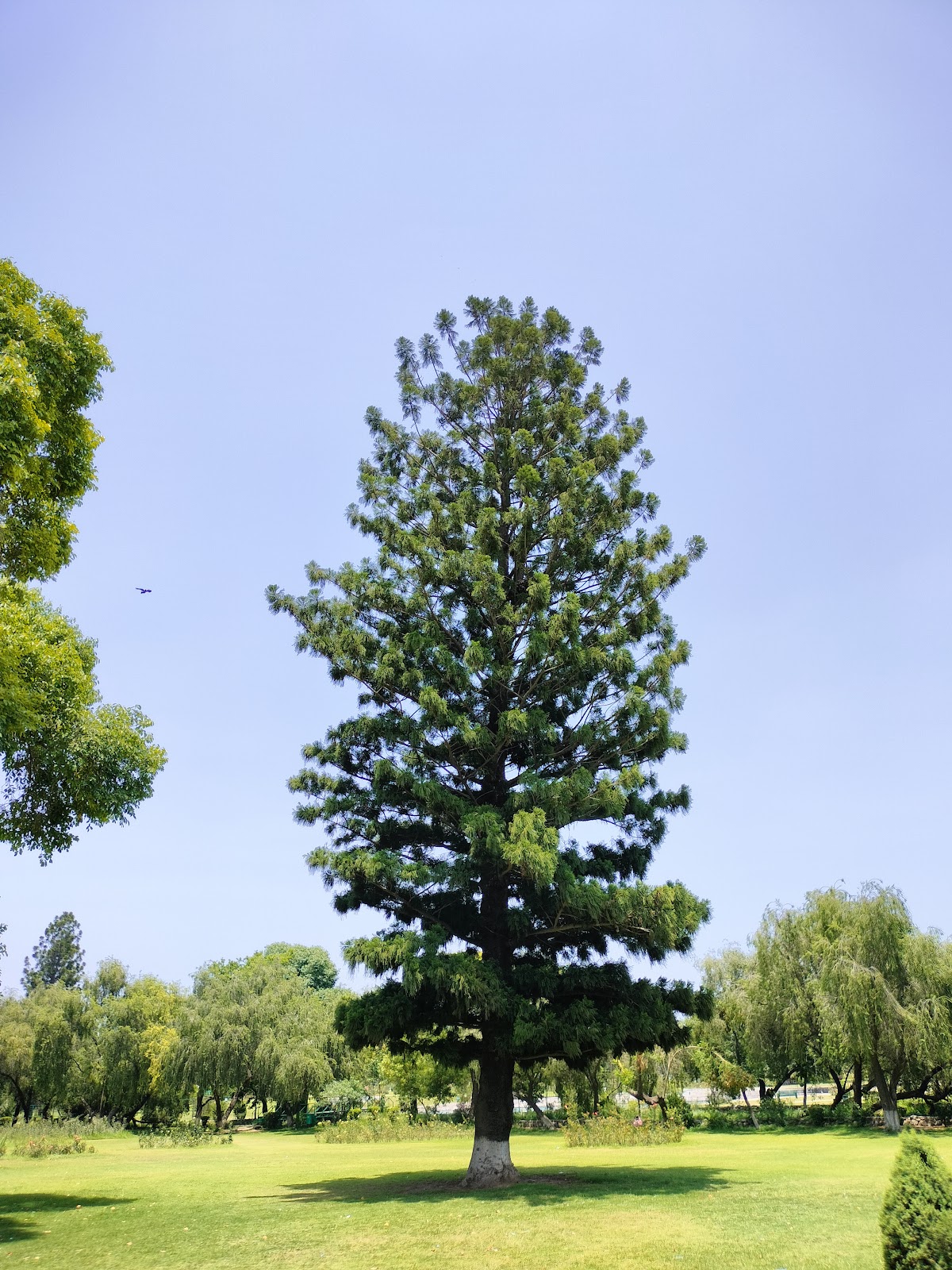 Chandigarh Rose Garden