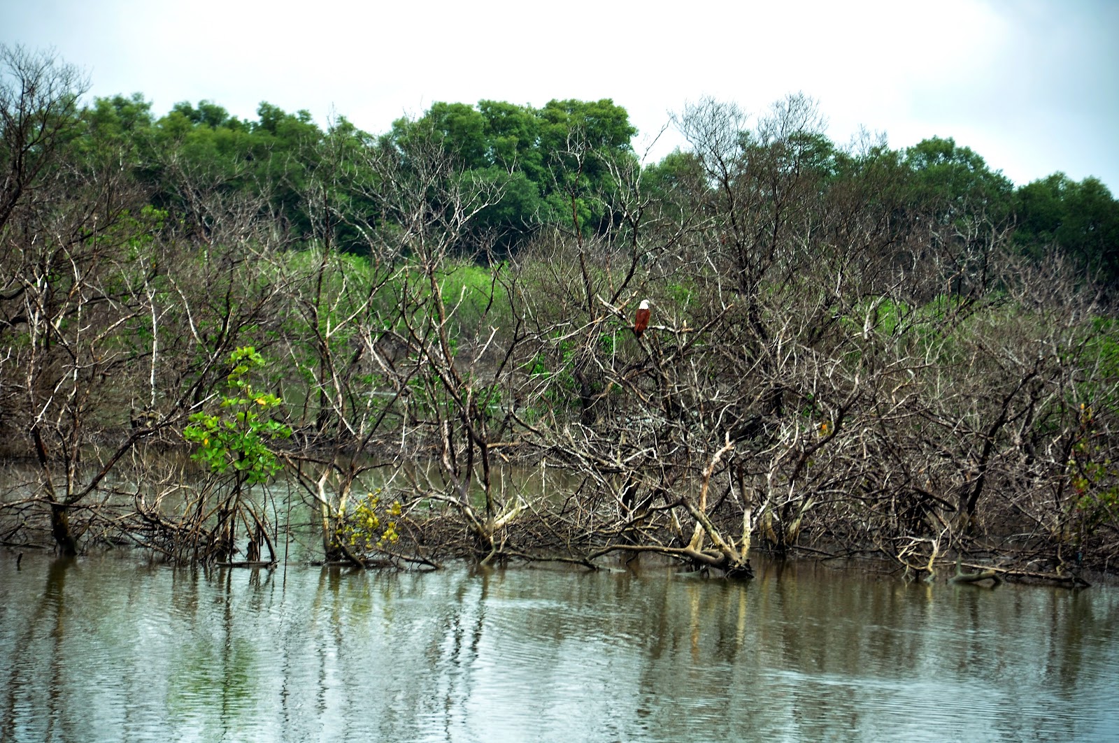 Salim Ali Bird Sanctuary