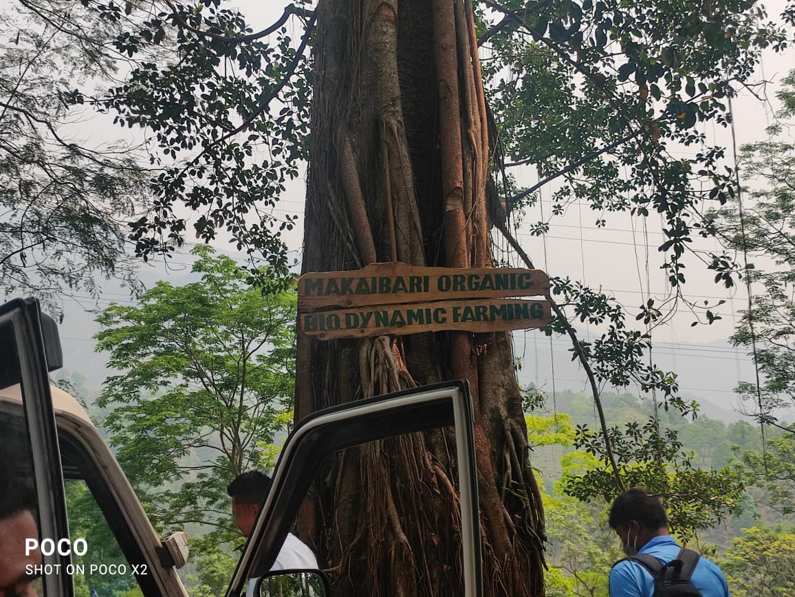 Pankhabari Tea Garden