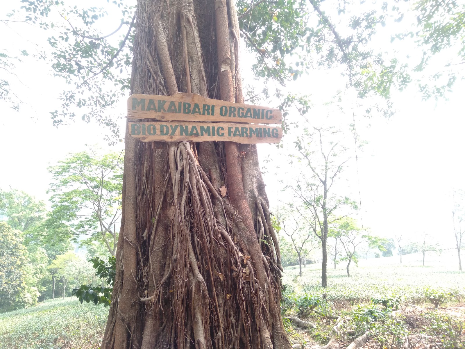 Pankhabari Tea Garden