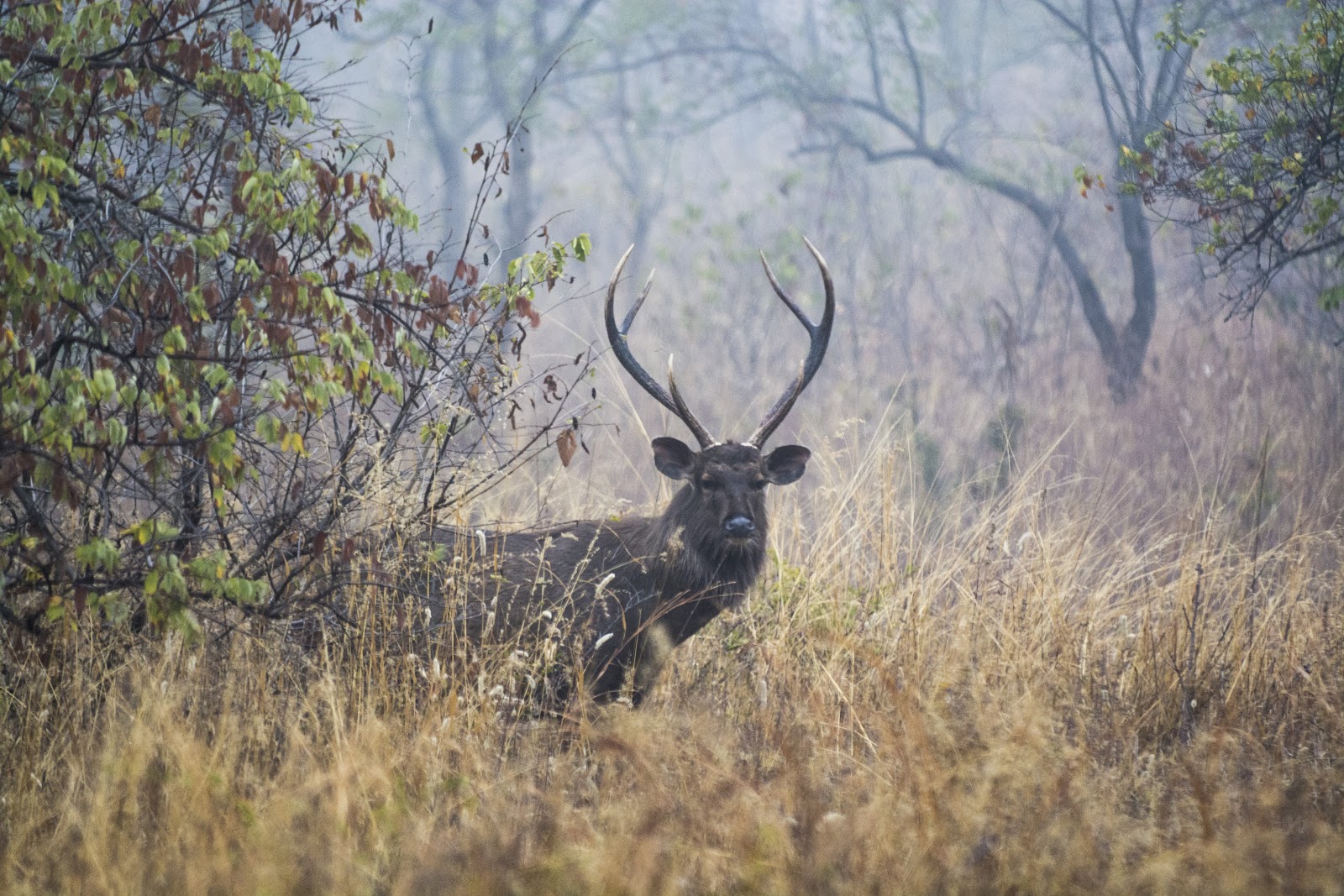 Panna National Park Museum