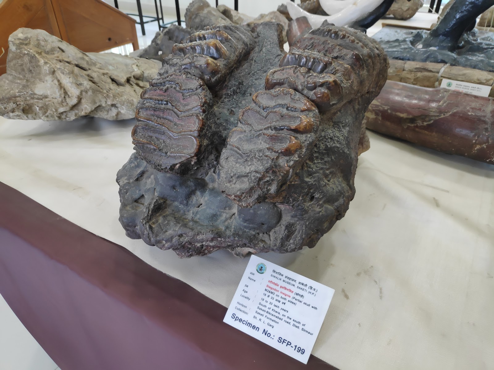 Siwalik Fossil Park, Suketi