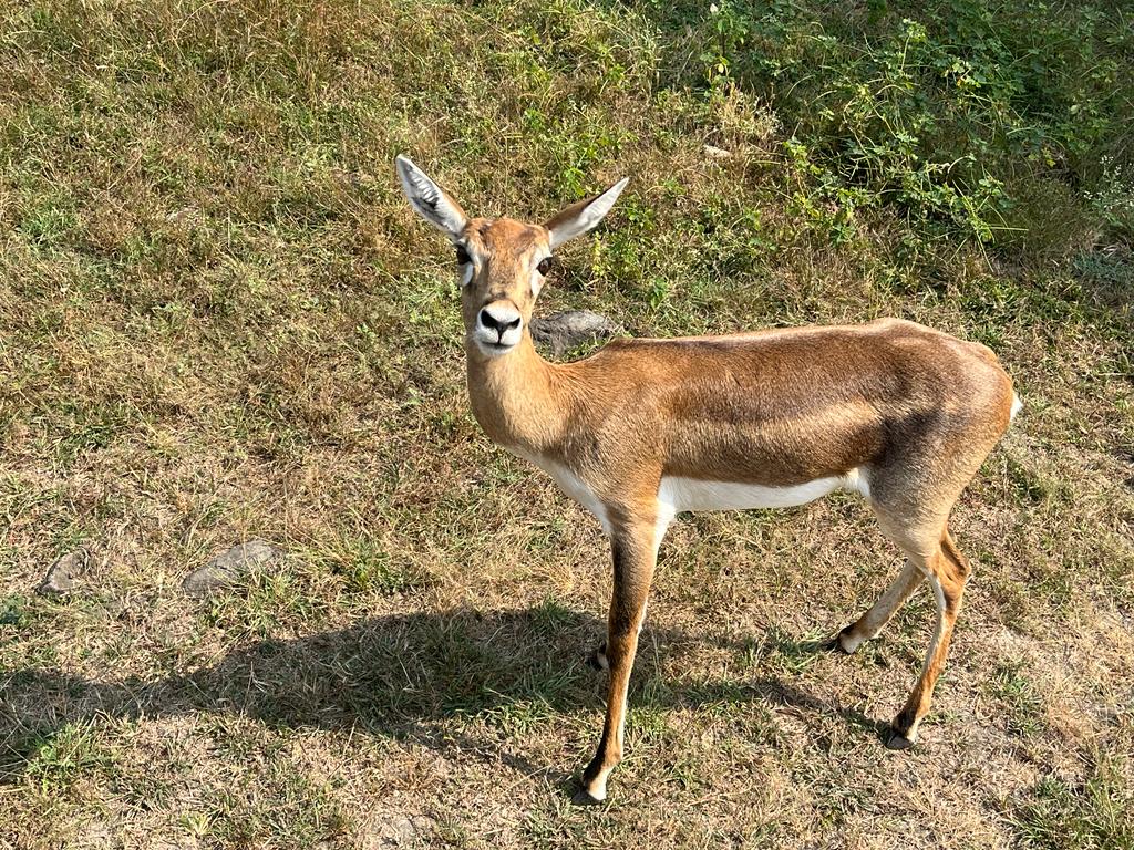 Ralamandal Wildlife Sanctuary