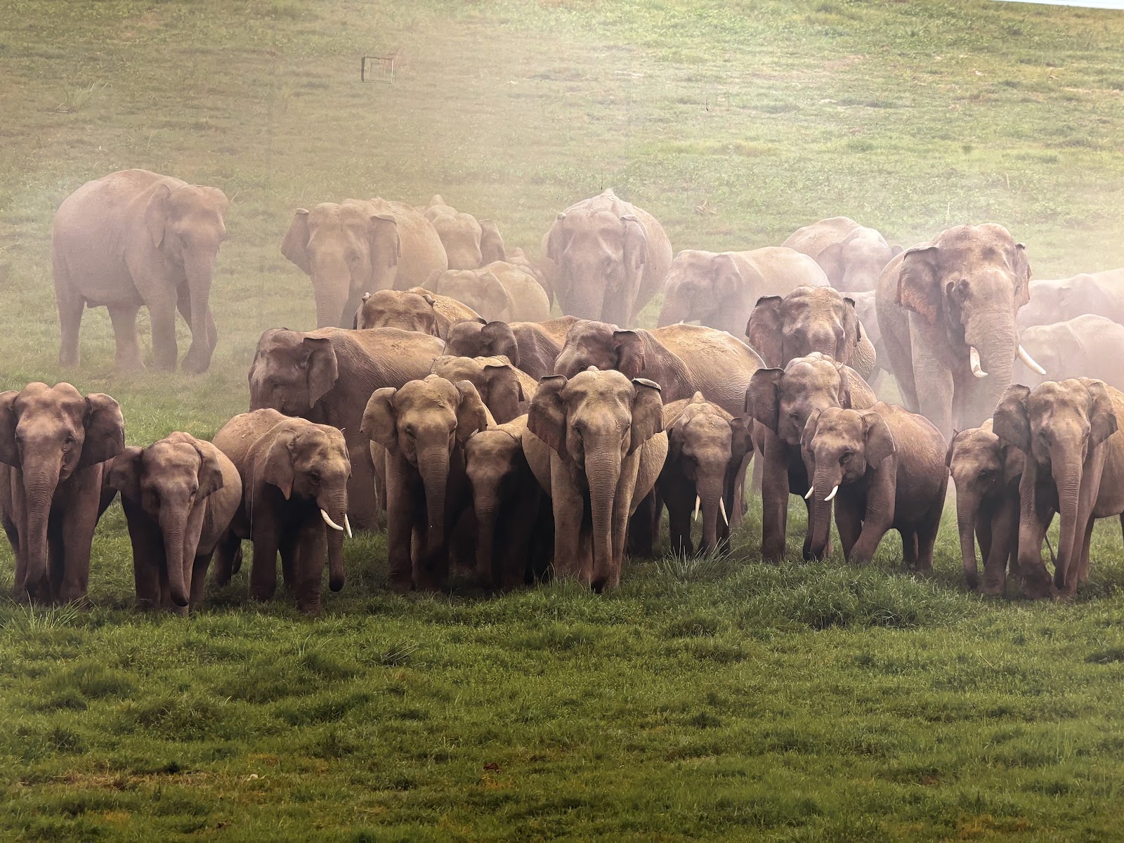 Konni Elephant Training Centre