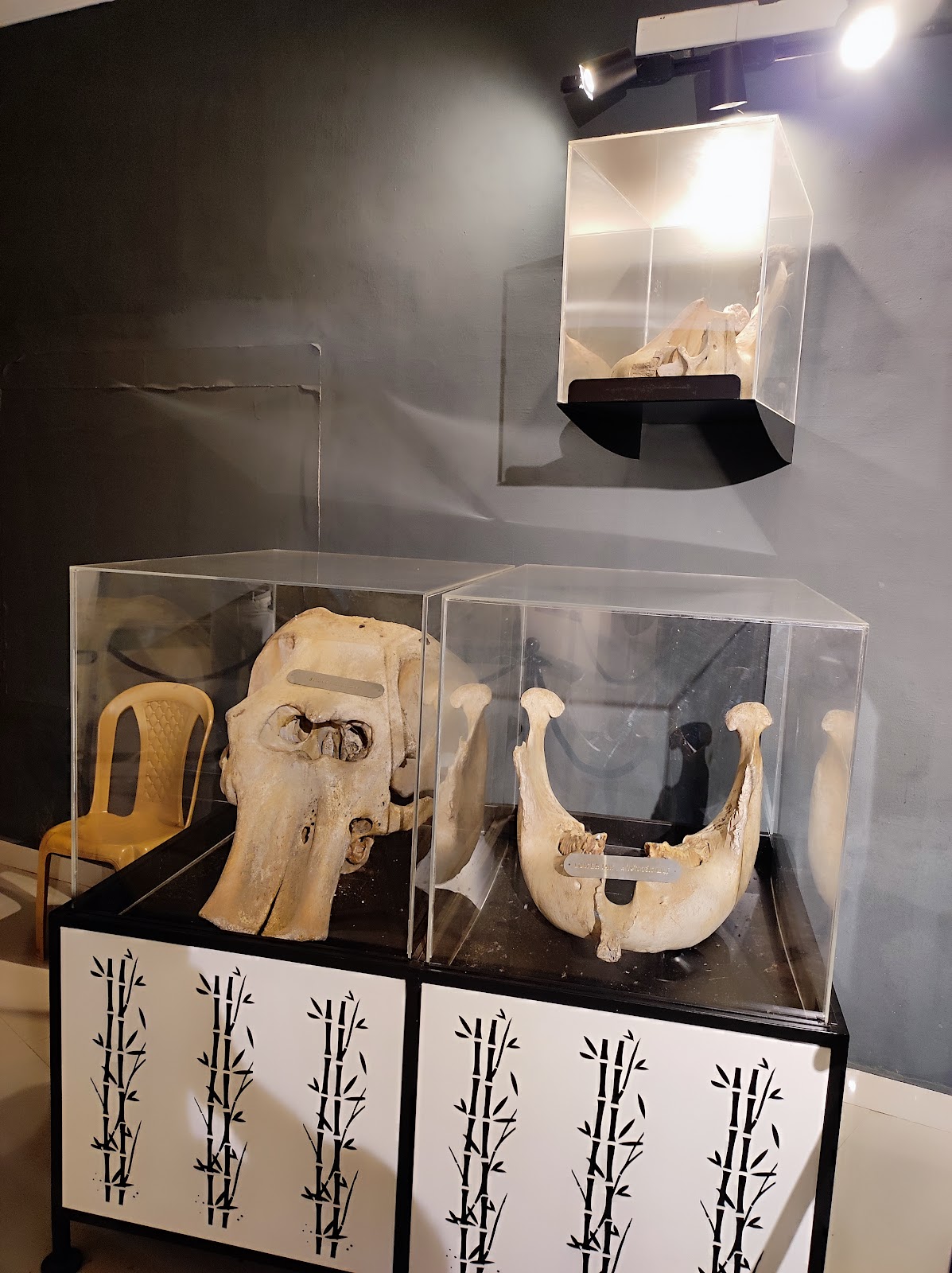 Konni Elephant Training Centre