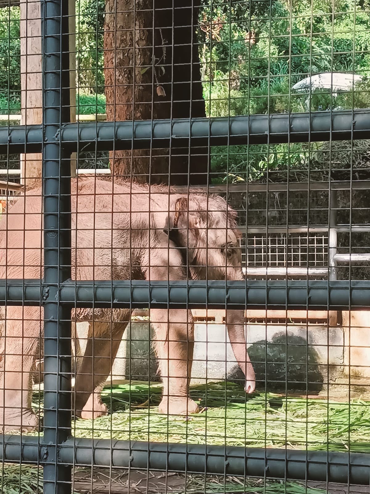 Konni Elephant Training Centre