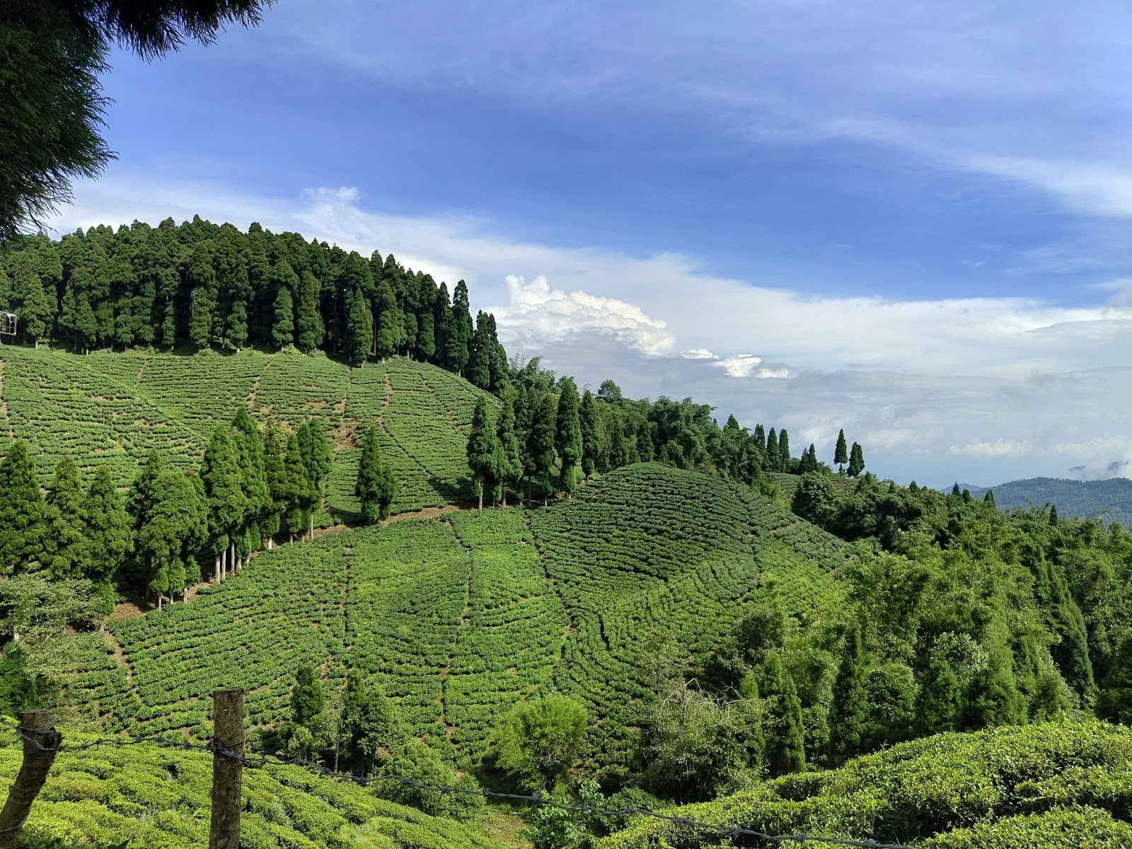 Local Tea Gardens