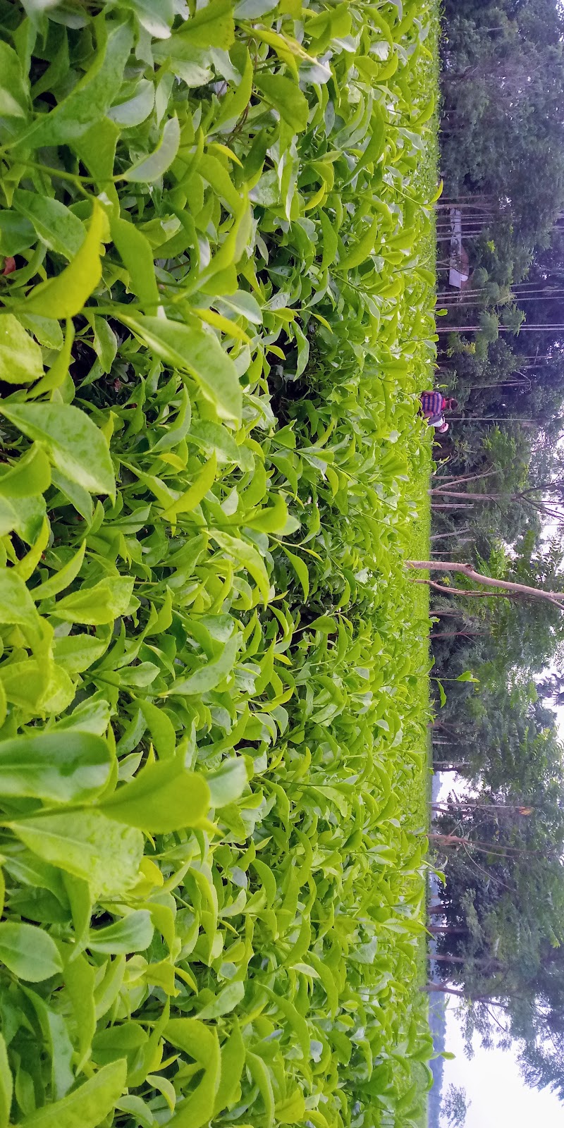 Local Tea Gardens