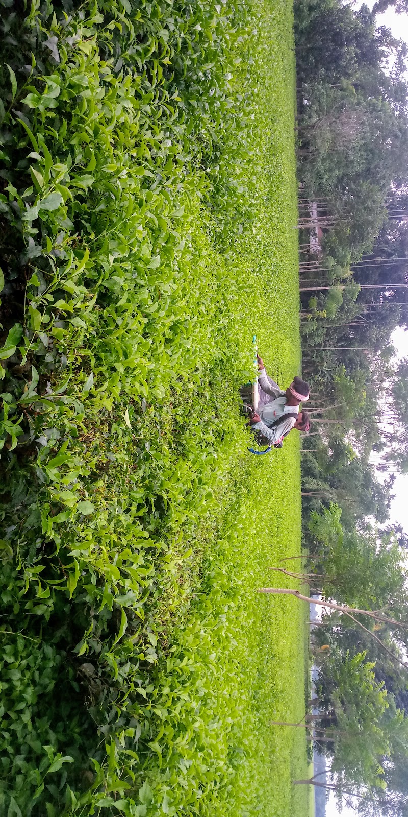 Local Tea Gardens