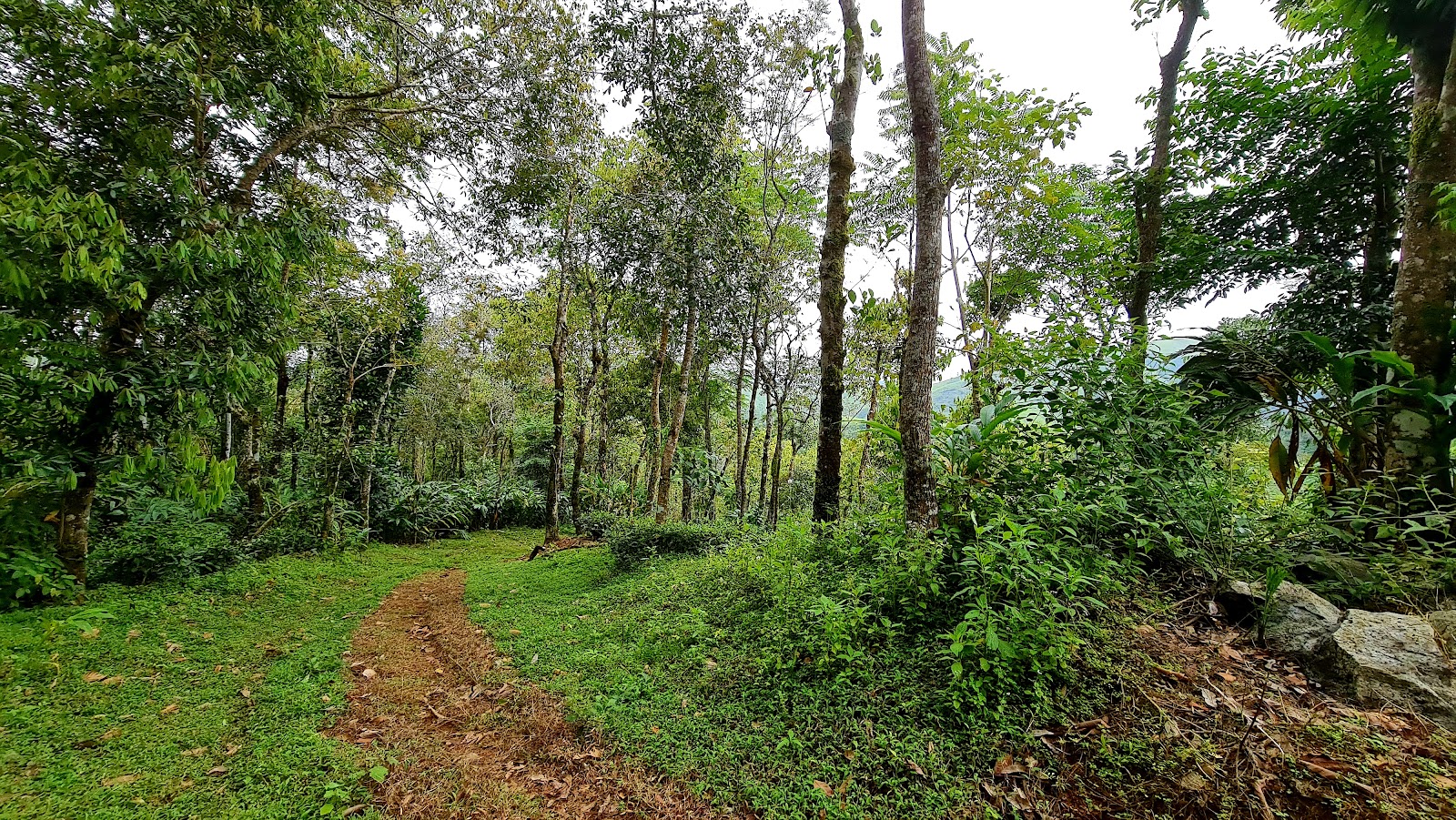 Mullaperiyar Dam Viewpoint