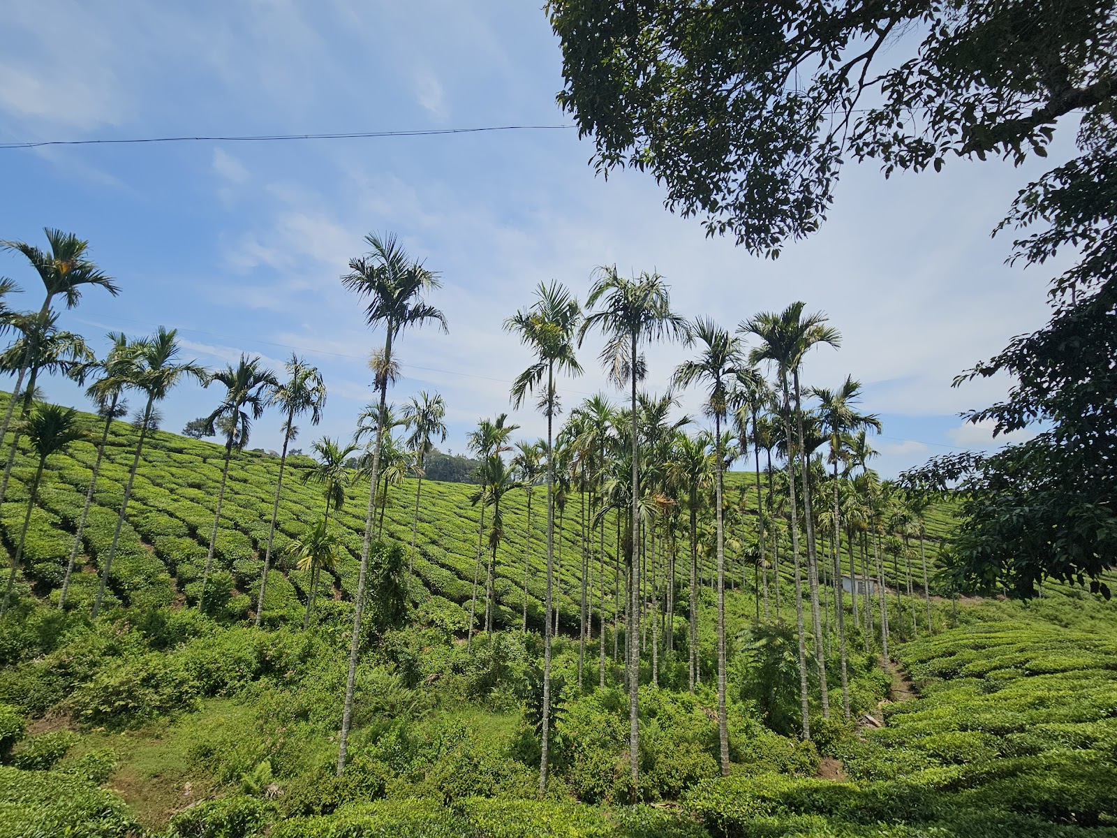 Peerumedu Tea Plantations