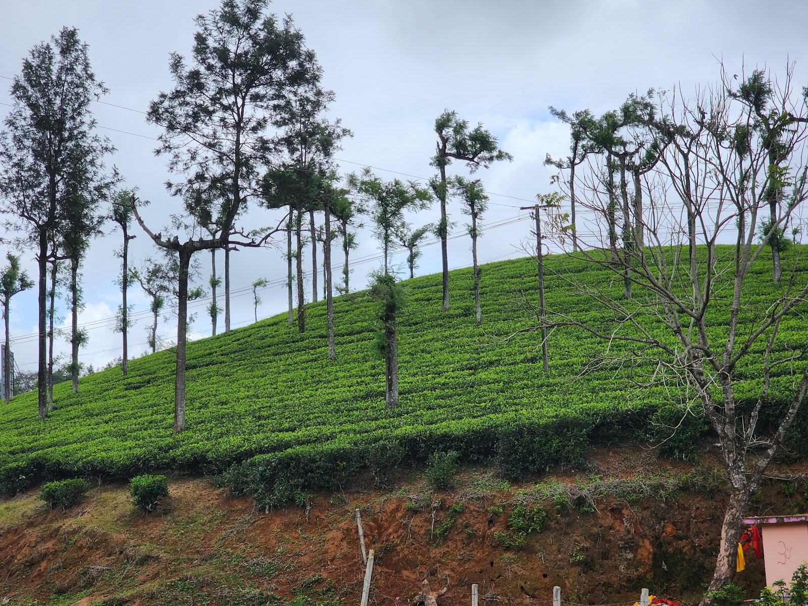 Peerumedu Tea Plantations