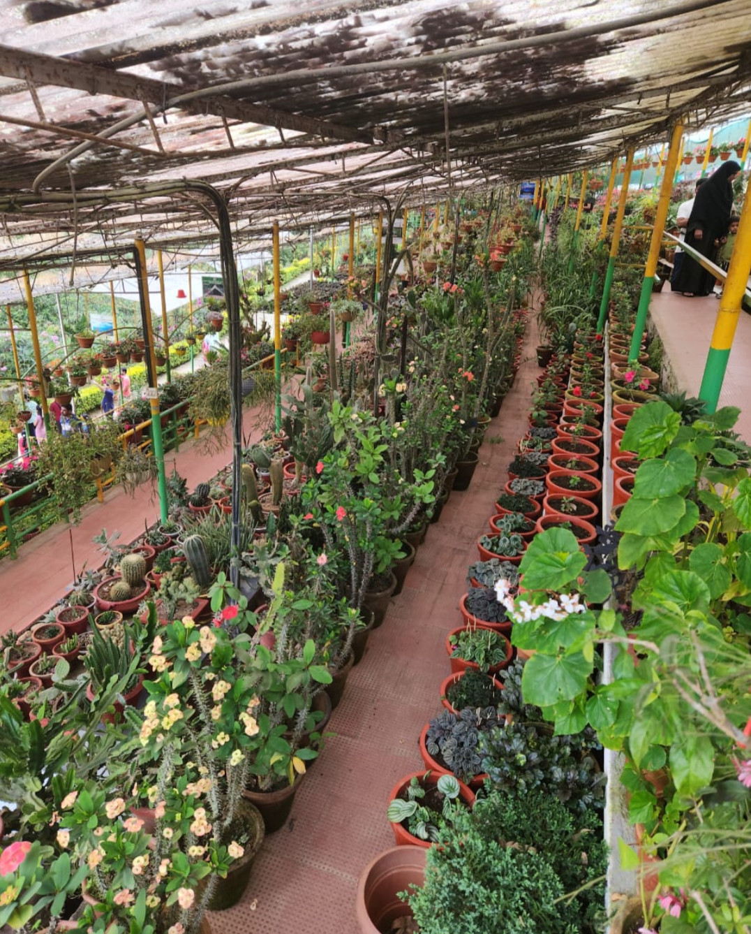 Pepper and Spice Gardens