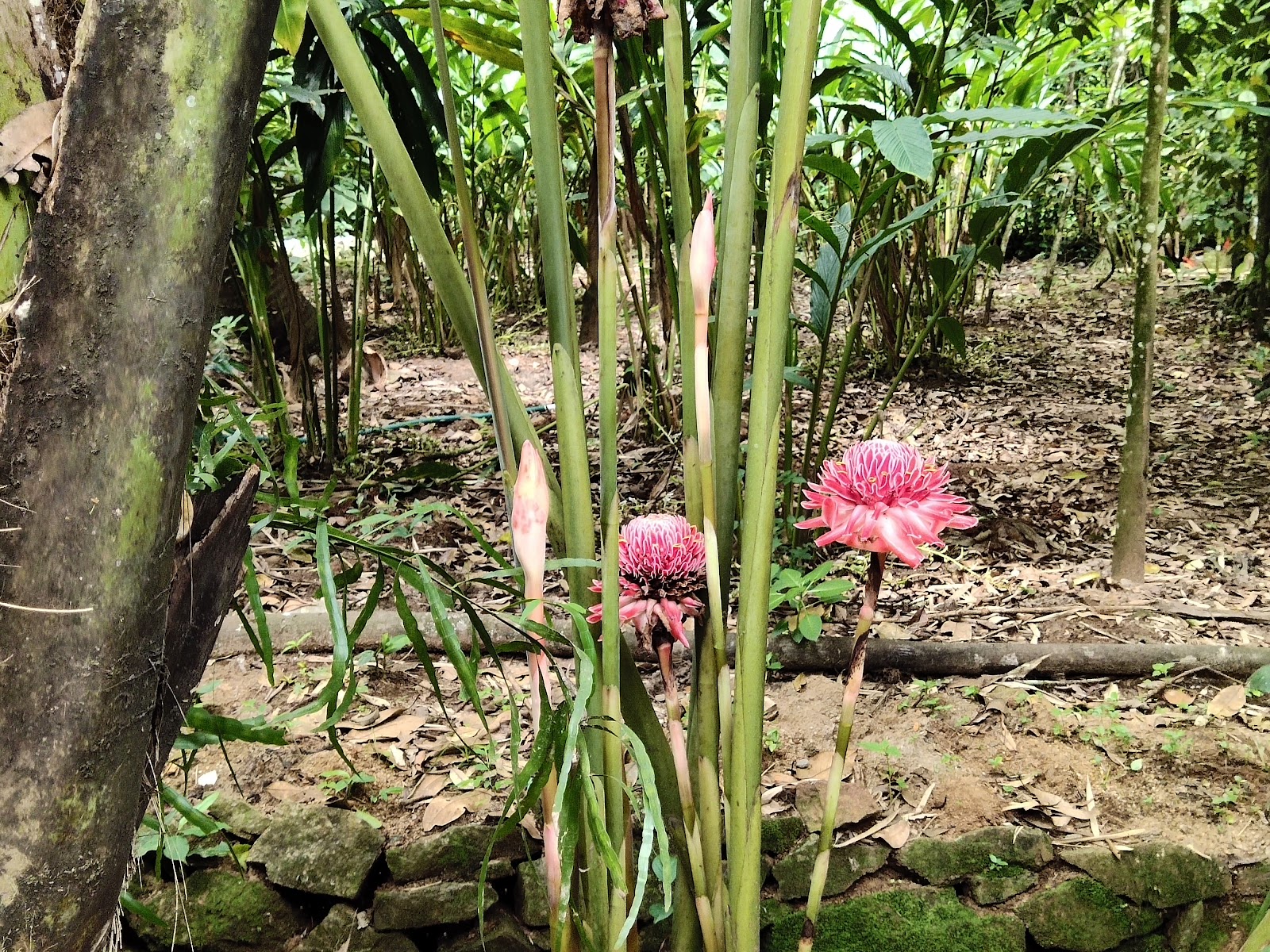 Pepper and Spice Gardens