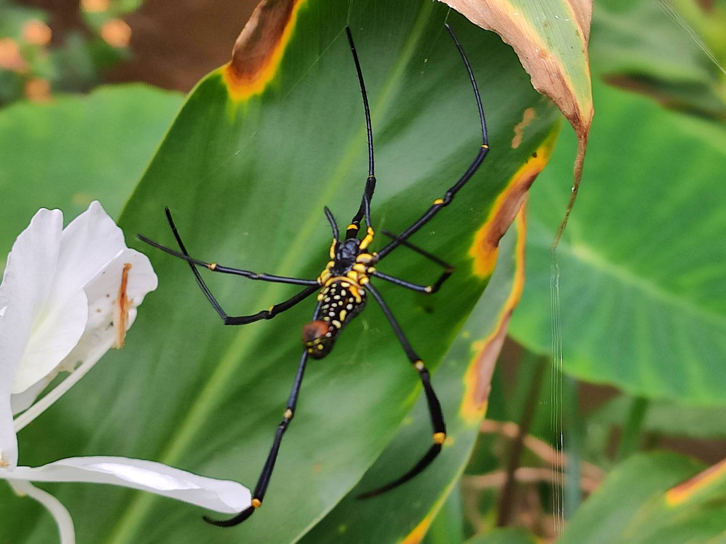 Periyar Tiger Reserve Periyar National Park