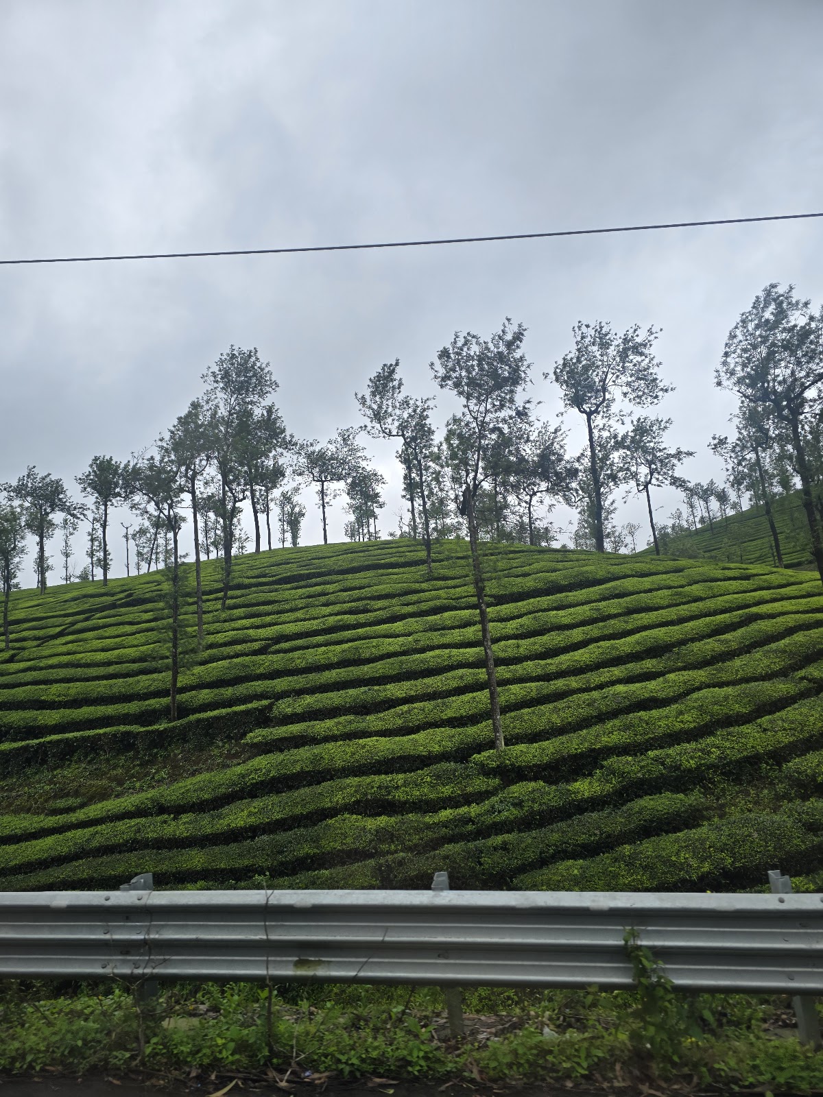 Tea Museum and Processing Unit