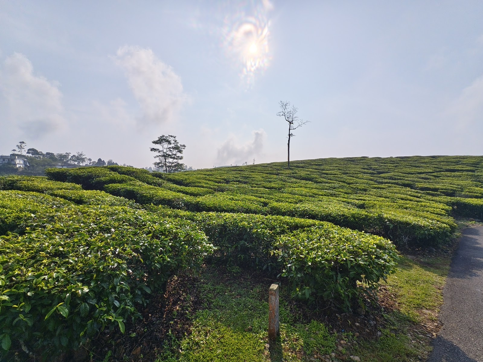 Tea Museum and Processing Unit