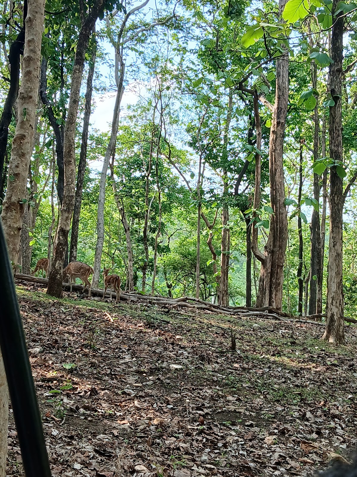 Pench National Park, Sillari Maharashtra