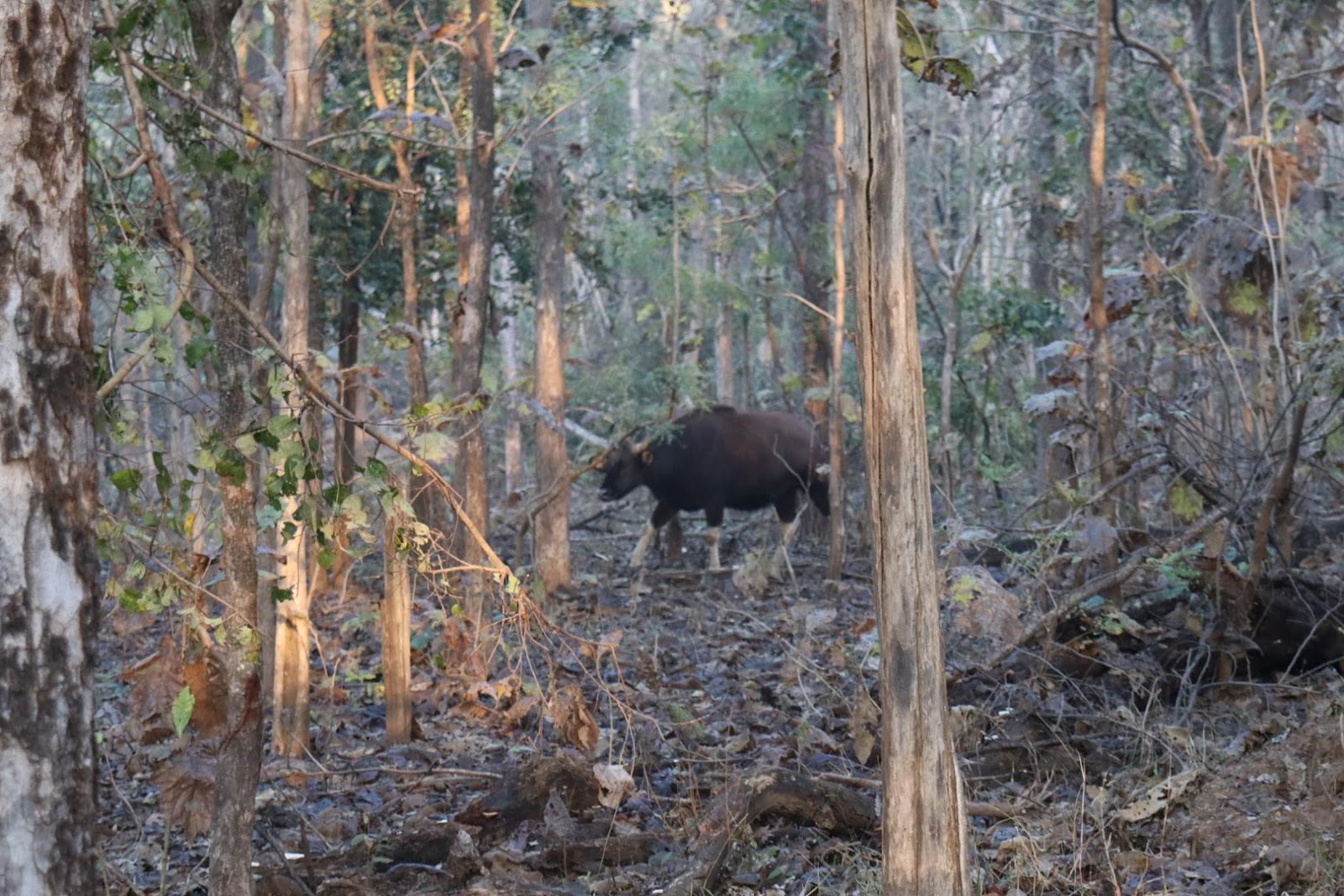 Pench National Park