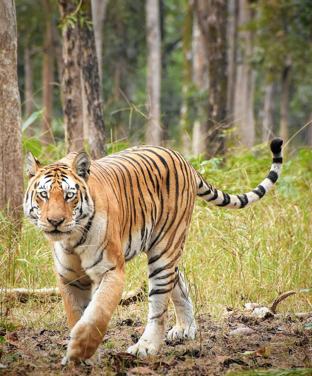 Pench National Park