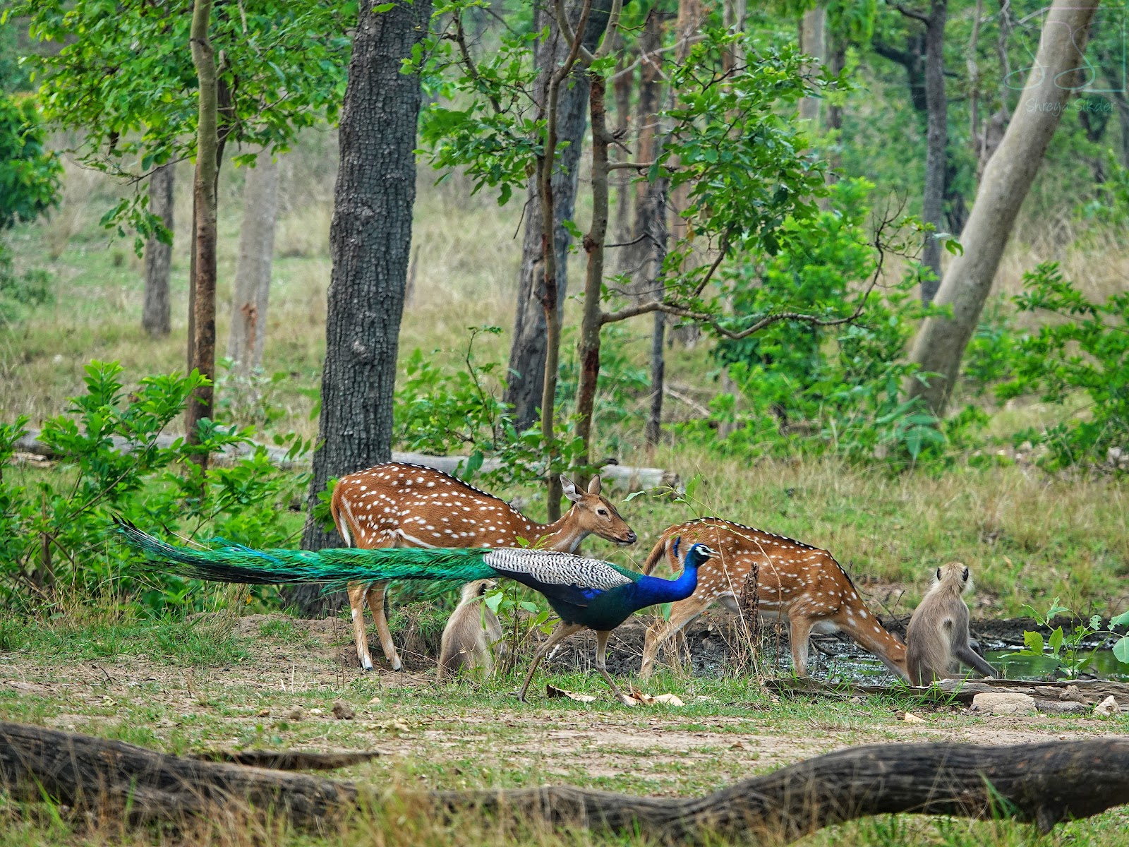Pench National Park