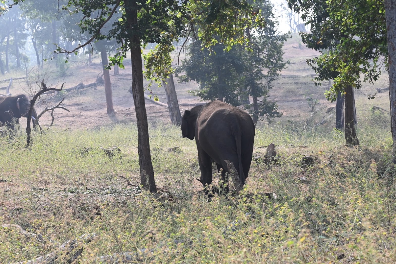 Pench National Park