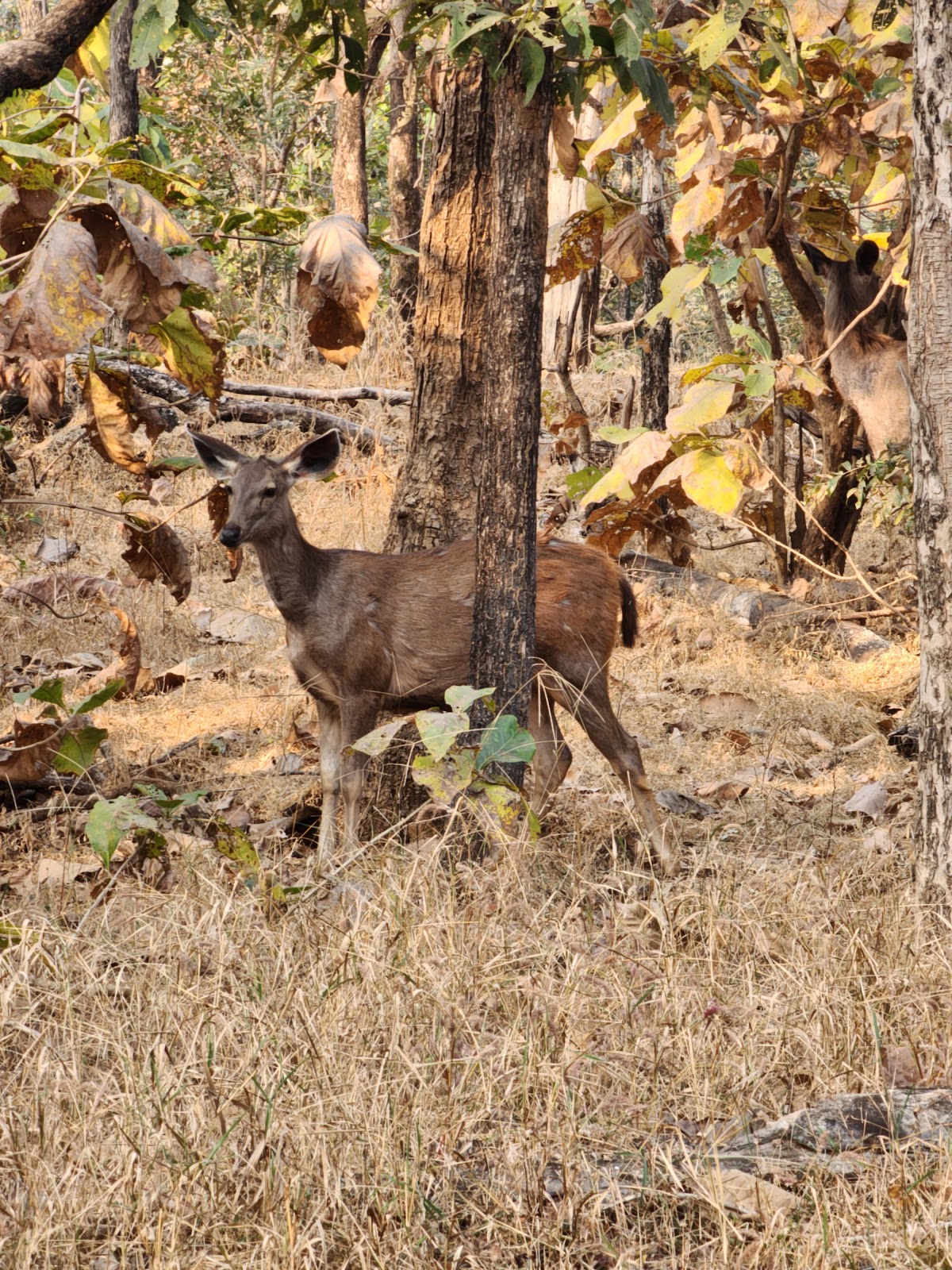 Pench National Park
