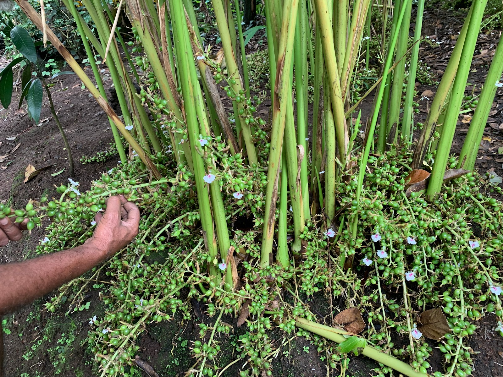 Abraham's Spice Garden