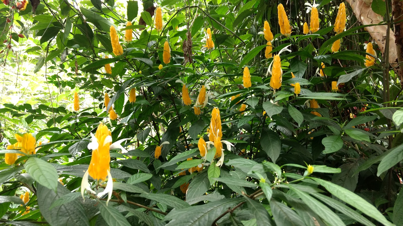 Abraham's Spice Garden