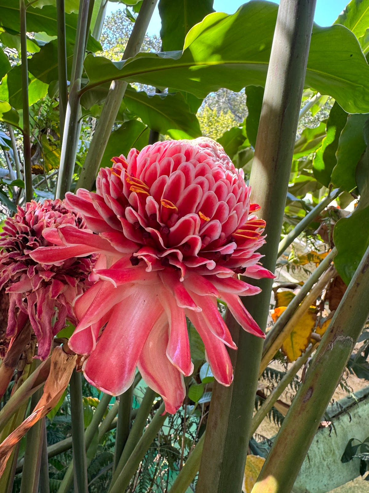 Abraham's Spice Garden