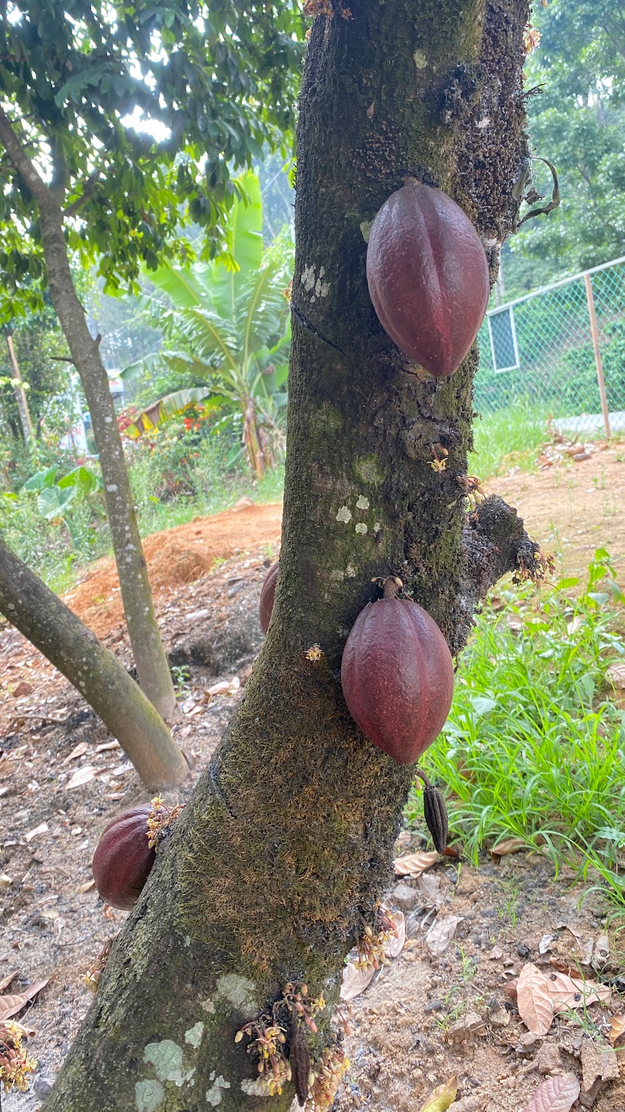 Abraham's Spice Garden