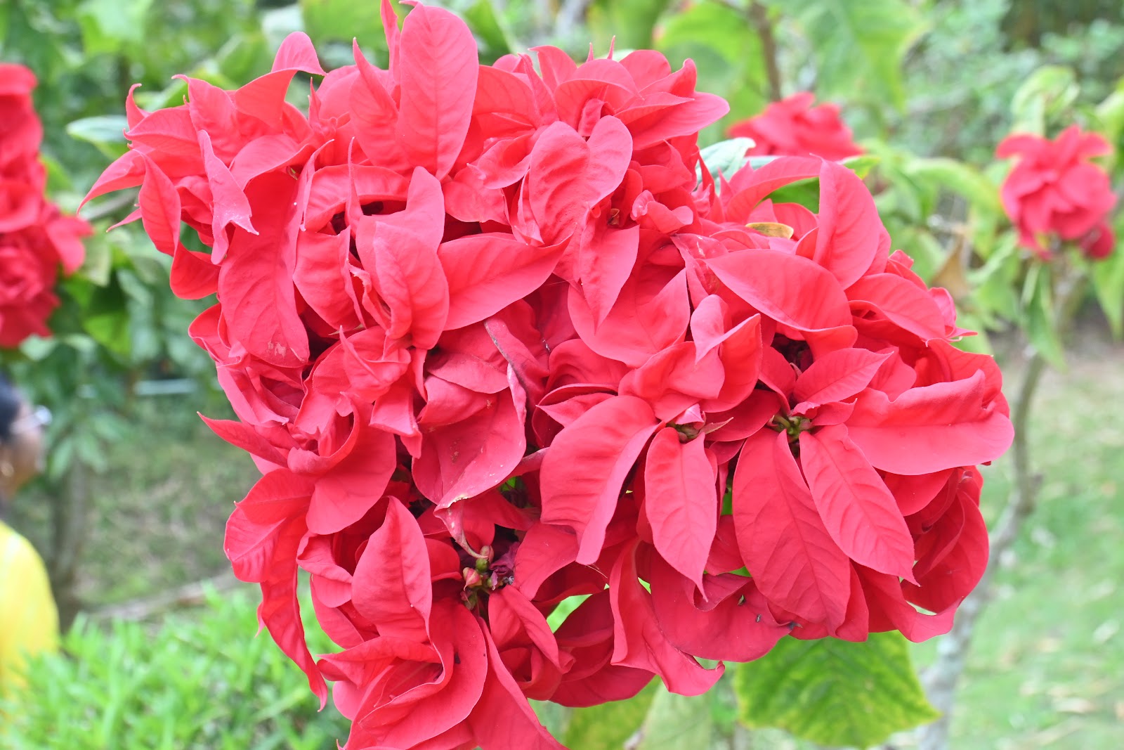 Chellarkovil Viewpoint