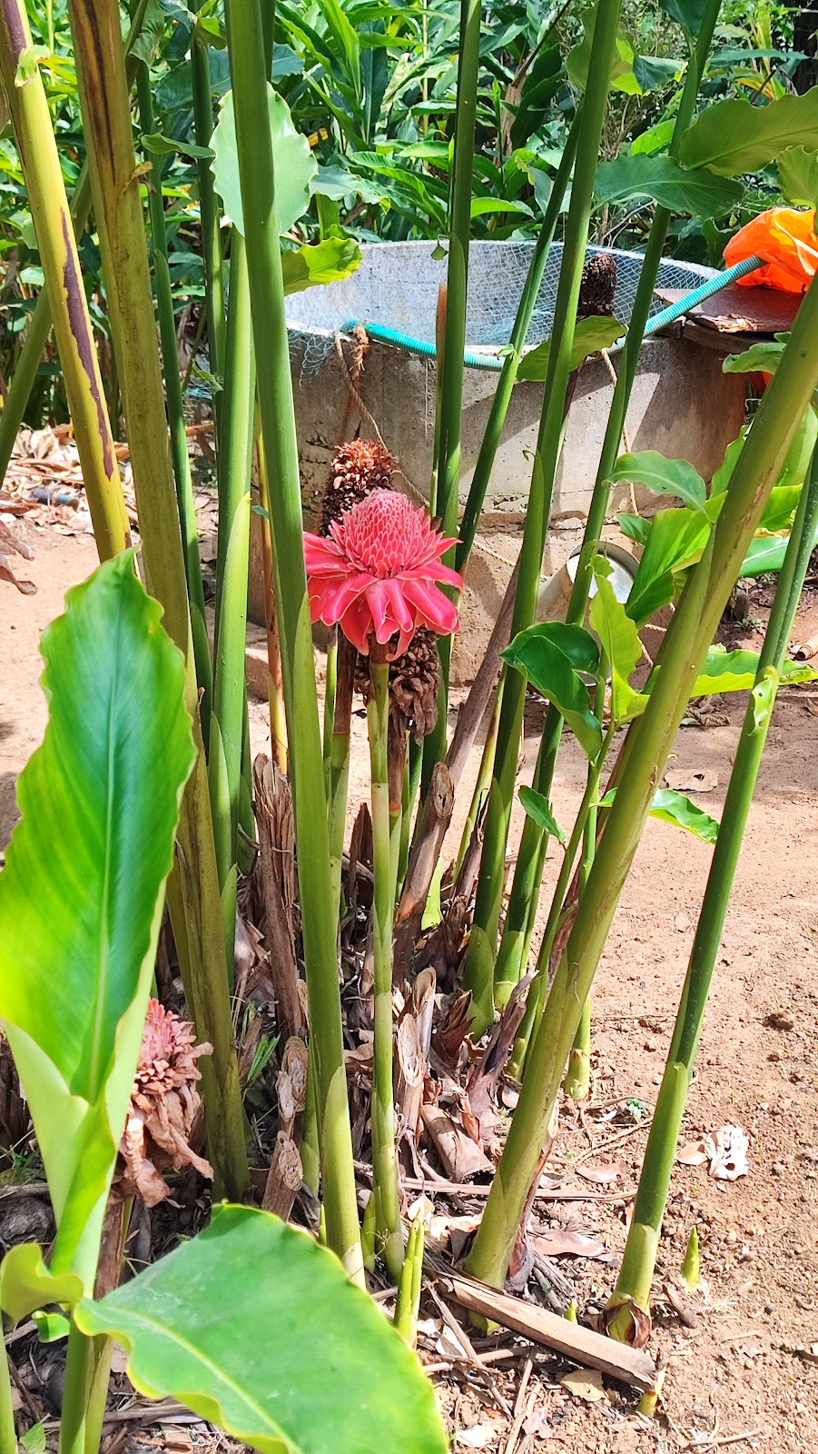 Green Park Ayurvedic and Spices Plantation