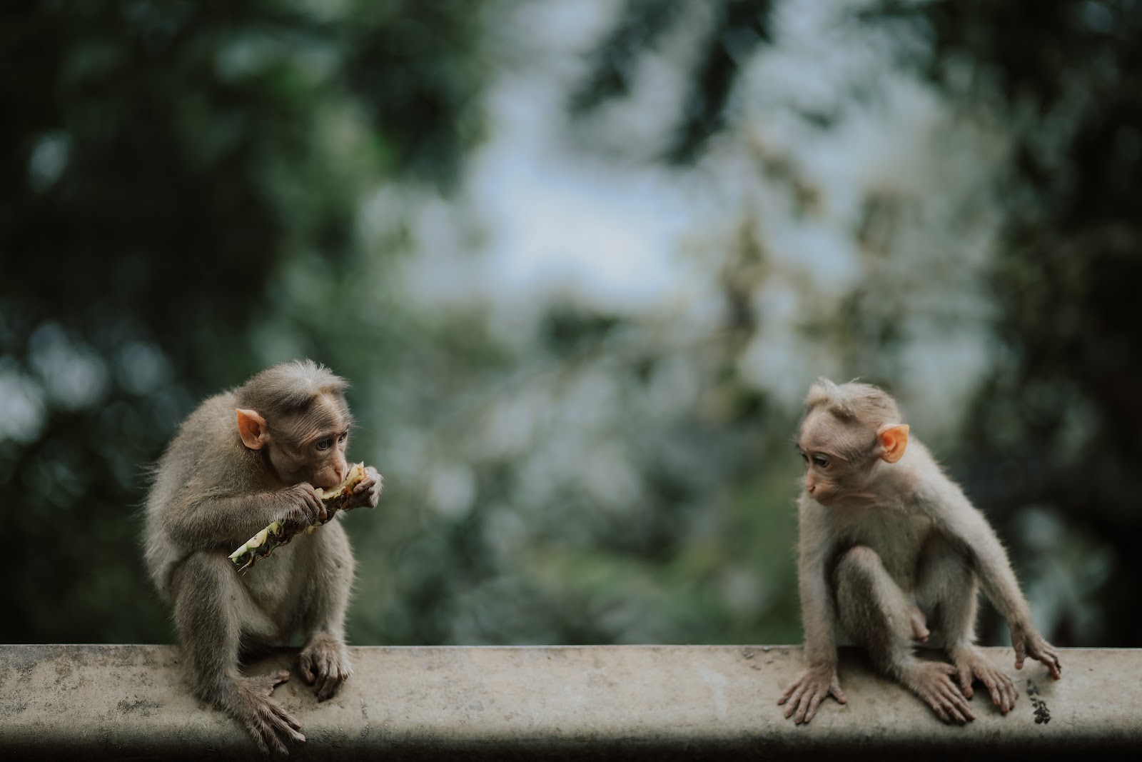 Cheeyappara Waterfalls